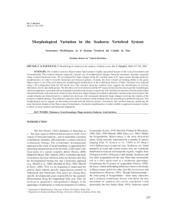 Morphological Variation in the Seahorse Vertebral System