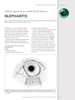 blepharitis - Today`s Veterinary Practice