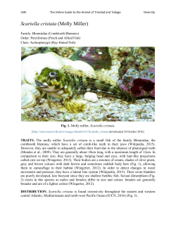 Scartella cristata (Molly Miller)