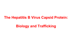 The Hepatitis B Virus Capsid Protein: Biology and Trafficking