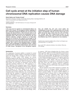 Cell cycle arrest at the initiation step of human chromosomal DNA