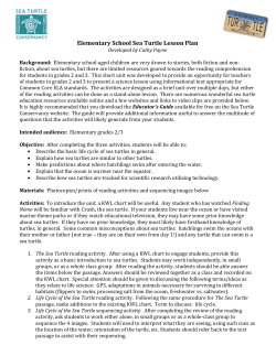 Elementary School Sea Turtle Lesson Plan
