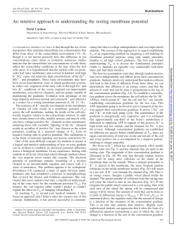 An intuitive approach to understanding the resting membrane potential