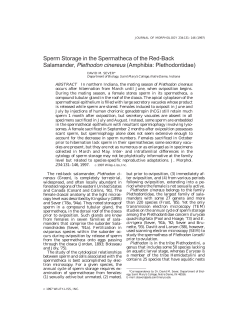 Sperm storage in the spermatheca of the red