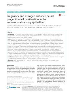 Pregnancy and estrogen enhance neural progenitor