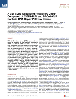 A Cell Cycle-Dependent Regulatory Circuit Composed of 53BP1
