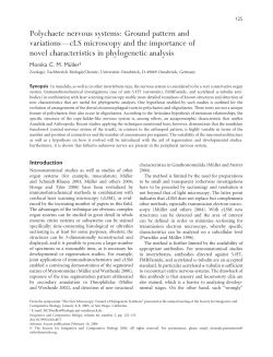Polychaete nervous systems: Ground pattern and