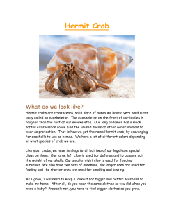 Hermit Crab - exchange city