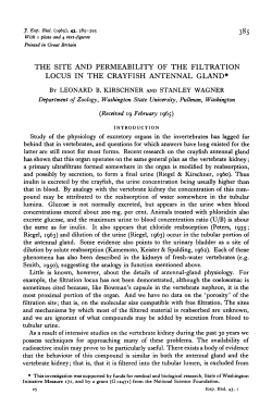 the site and permeability of the filtration locus in the crayfish