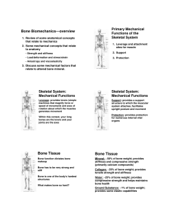 Bone Tissue Bone Tissue
