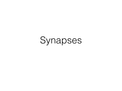 Slides: Synapses.