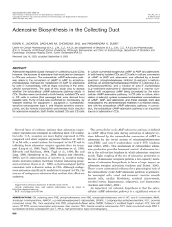 Adenosine Biosynthesis in the Collecting Duct