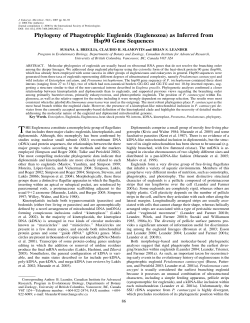 Phylogeny of Phagotrophic Euglenids (Euglenozoa)
