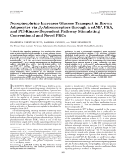 Norepinephrine Increases Glucose Transport in Brown Adipocytes