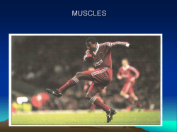 MUSCLES