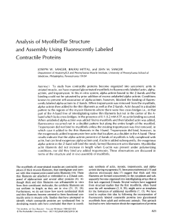 Analysis Myofibrillar Struc. Assembly Fluorescently Labeled