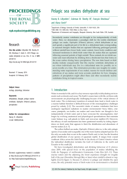 Pelagic sea snakes dehydrate at sea