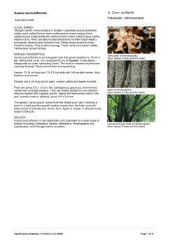 Acacia auriculiformis - World Agroforestry Centre