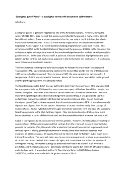 Eucalyptus gunnii `Azura` &ndash; a eucalyptus variety - Tropische