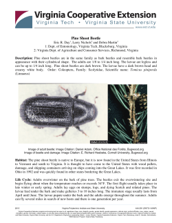 Pine Shoot Beetle