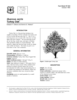 Quercus cerris Turkey Oak - Environmental Horticulture