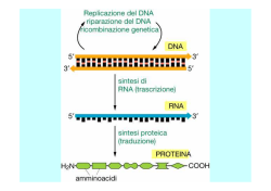 RNA polymerase II