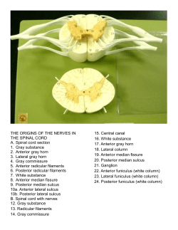 THE ORIGINS OF THE NERVES IN THE SPINAL CORD A. Spinal