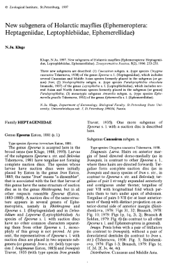 New subgenera of Holarctic mayflies (Ephcmeroptera