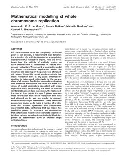 Mathematical modelling of whole chromosome replication
