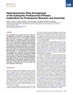 Heterohexameric Ring Arrangement of the Eukaryotic Proteasomal