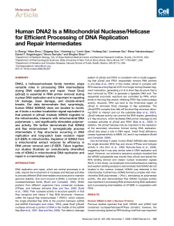 Human DNA2 Is a Mitochondrial Nuclease/Helicase for