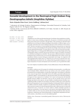 Gonadal development in the Neotropical high Andean frog