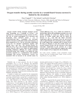 Oxygen transfer and circulation in an exercising varanid