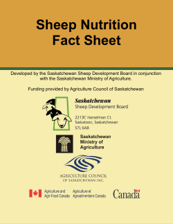 Sheep Nutrition Fact Sheet - Saskatchewan Sheep Development