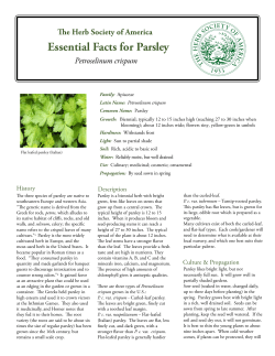 parsley - Herb Society of America