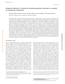 Adaptive behavior of bacterial mechanosensitive channels is