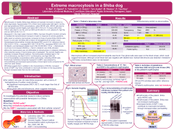 Extreme macrocytosis in a Shiba dog