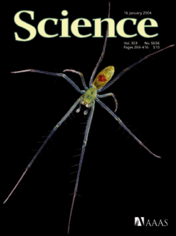 Community assembly through adaptive radiation in Hawaiian spiders