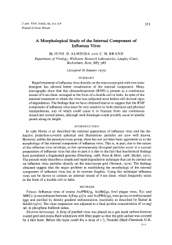 A Morphological Study of the Internal Component of Influenza Virus