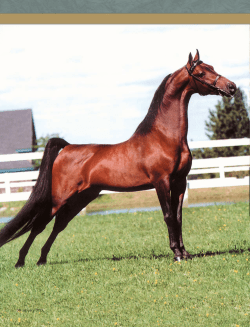 38 January 2013 - American Morgan Horse Association