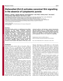 Dishevelled (Dvl-2) - Journal of Cell Science