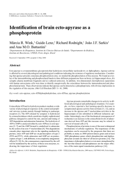 Identification of brain ecto-apyrase as a phosphoprotein