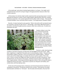Peonies with Powdery Mildew