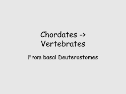 Chordates -> Vertebrates - Seattle Central College
