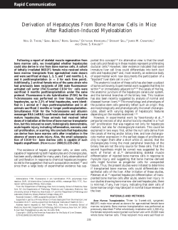 Derivation of hepatocytes from bone marrow cells in mice after