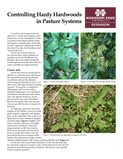 Controlling Hardy Hardwoods in Pasture Systems