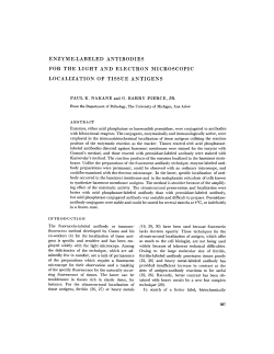 enzyme-labeled antibodies for the light and