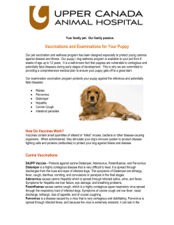 Puppy Health the Guide
