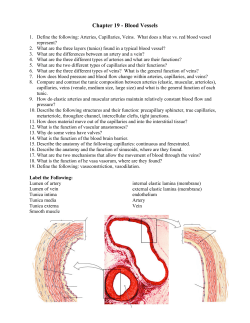 Chapter 19 - Blood Vessels - dr