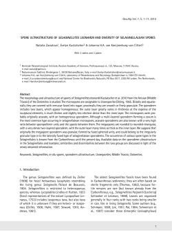 Spore ultrastructure of Selaginellites leonardii and diversity of